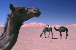 Orient-Expeditionen, Oman: Rub al-Khali-Expedition - Kamele in der Wste